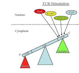 Ενεργοποίηση παραγωγής ιντερλευκίνης-2 στα Τ κυτταροτοξικά λεμφοκύτταρα Η δέσμευση των TTP, AUF-1, KSRP και HuR πρωτεϊνικών παραγόντων στα