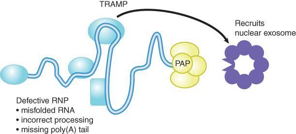 Πυρηνικά συστήματα επιτήρησης νεοσυντιθέμενων RNA Ο ρόλος του συμπλόκου TRAMP και του εξωσώματος
