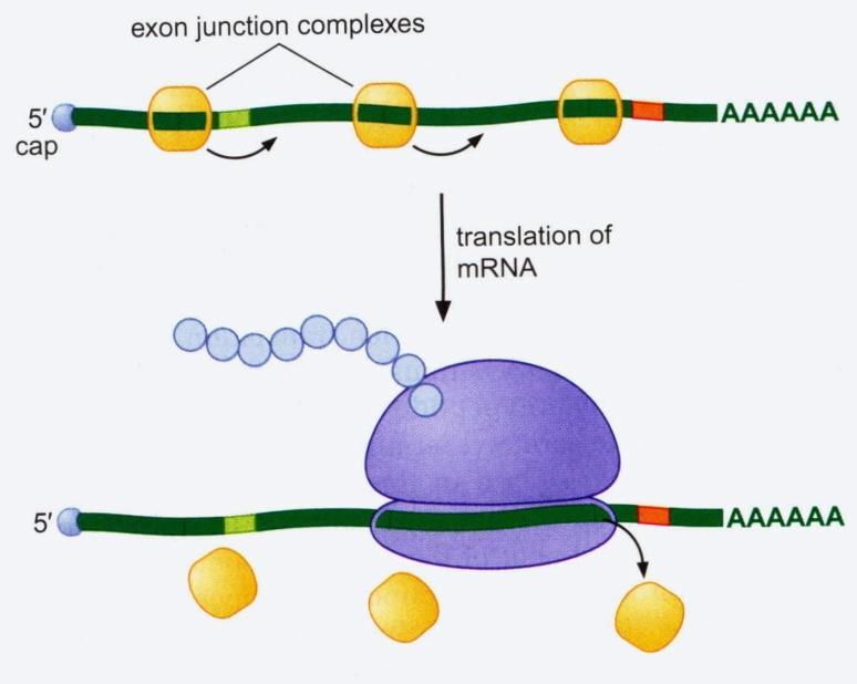 Νonsense mediated mrna decay Το mrna φέρει σύμπλοκα πρωτεϊνών στα σημεία συρραφής, τα οποία