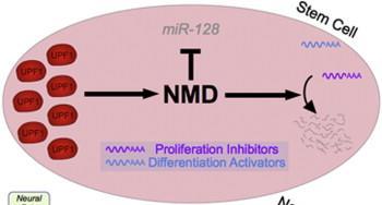 Ρύθμιση της κυτταρικής διαφοροποίησης μέσω NMD Ένας μεγάλος αριθμός φυσιολογικών μεταγράφων αποτελούν στόχους αποικοδόμησης μέσω NMD, γεγονός που δείχνει ότι πρόκειται για μονοπάτι γενικής