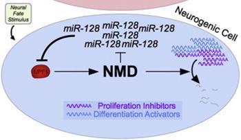 Η αυξημένη σύνθεση του UPF1 οδηγεί σε αυξημένη δραστικότητα του NMD, οδηγεί στη διάσπαση mrnas που συνθέτουν πρωτεΐνες κυτταρικής διαφοροποίησης και έτσι τα πρόδρομα κύτταρα δεν