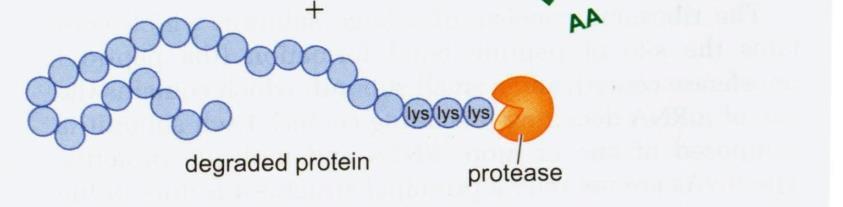 Αυτό έχει ως αποτέλεσμα την προσθήκη πολλαπλών καταλοίπων λυσίνης στο τέλος της πρωτεΐνης και τη χρονοτριβή του ριβοσώματος στο τέλος του mrna. 2.