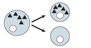 Δημιουργία διαφορετικών θυγατρικών κυττάρων κατά την ασύμμετρη κυτταρική διαίρεση. π.χ.