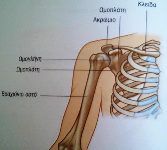 Εικόνα 1. Δομή ωμικής ζώνης (Drake et al., 2007) 2.2 Συνδεσμικές και μϋικές ενισχύσεις Η άρθρωση του ώμου προστατεύεται και σταθεροποιείται από μύες (Εικ.2) και συνδέσμους (Εικ.3) (Hamilton et al.