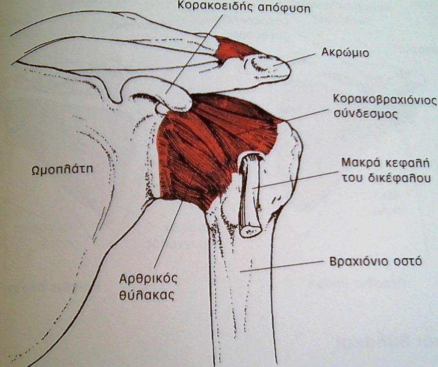 συνδέσμους και τον κορακοβραχιόνιο σύνδεσμο.
