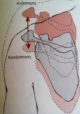 κρατά σταθερά την ωμοπλάτη σε επαφή με το θώρακα.