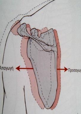 ωμοπλάτης είναι χαρακτηριστική (Εικ.9) (Πουλμέντης, 2007). Εικόνα 8.