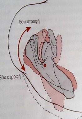 μυϊκό σύστημα.