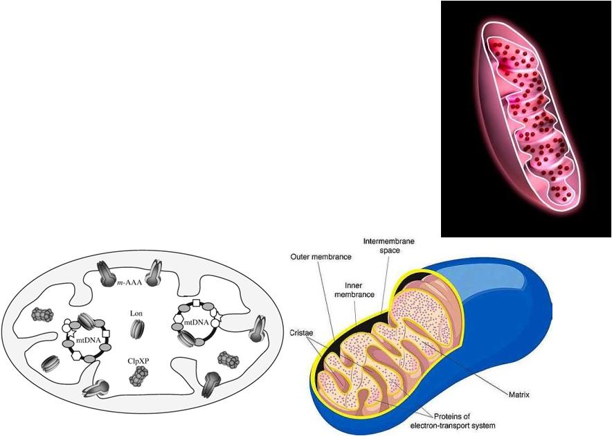 ΜΟΡΦΟΛΟΓΙΑ Μιτοχονδριακός χυμός ή μήτρα -MATRIX κοκκιώδης περιοχή που περικλείεται από τις πτυχώσεις εσωτερικής μεμβράνης