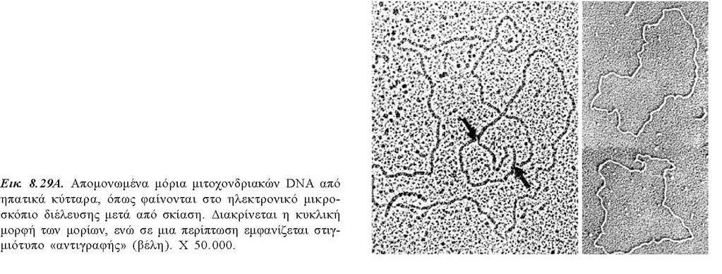 mtdna: Γενετικό υλικό mit μικρό ποσοστό του συνόλου του DNA του κυττάρου (1-2% στα ζωικά