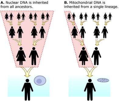 DNA υψηλός ρυθμός μεταλλακτικότητας μεταβιβάζεται μητρικά (μόνο τα mit του ωαρίου