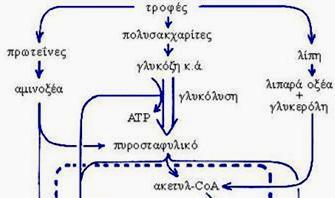 ΛΕΙΤΟΥΡΓΙΑ 1. Διάσπαση των τροφών σε μακρομόρια και ακολούθως σε απλά μόρια Όλα τα κύτταρα χρειάζονται συνεχώς παροχή γλυκόζης (ειδικά ο νευρικός ιστός).