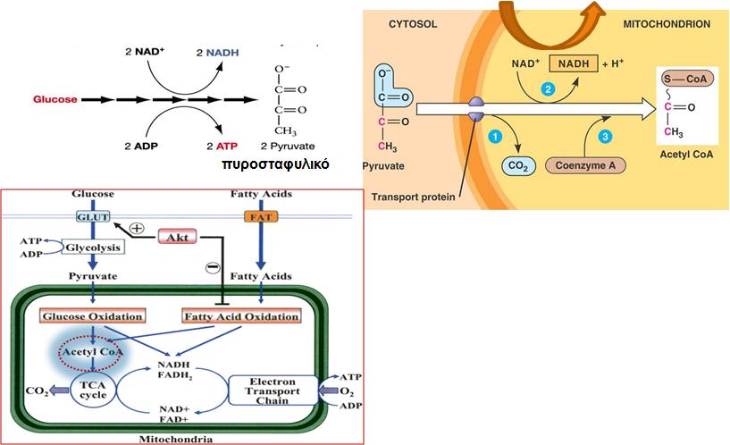 τη γλυκόλυση, (1β) την οξείδωση λιπαρών οξέων (1γ) το