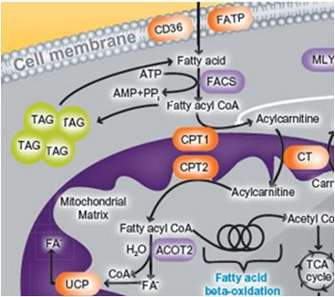 1. Σχηματισμός ακετυλο-συνένζυμου A (acetyl-cοa) ΛΕΙΤΟΥΡΓΙΑ 1β. Μεταβολισμός λιπαρών οξέων Ο μεταβολισμός των λιπαρών οξέων ξεκινάει με το σχηματισμό ακυλο-συνενζύμου Α*.