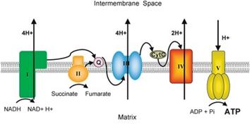 χυμός Μεταφορά των ηλεκτρονίων που φέρνουν τα μόρια NADH και FADH 2 στα κυτοχρώματα της εσωτερικής μιτοχονδριακής μεμβράνης με ταυτόχρονη έξοδο