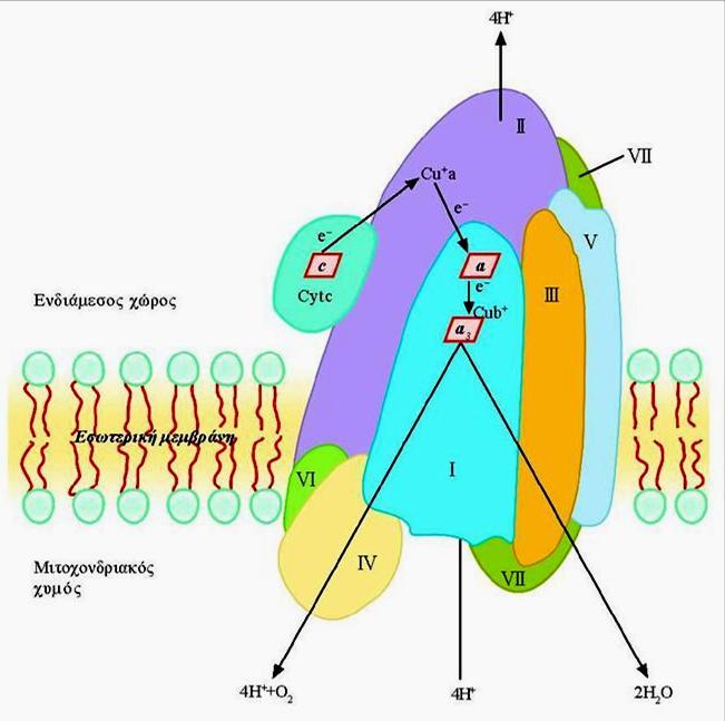Κυτοχρωμική οξειδάση ΙV: 11-13 υπομονάδες ΜΒ 200kDa