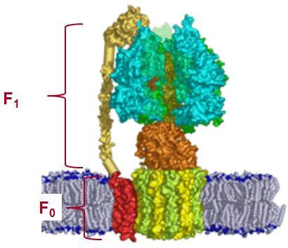 ΔΟΜΗ-ΛΕΙΤΟΥΡΓΙΑ ΑΤΡάση ΕΣΩΤΕΡΙΚΗΣ ΜΕΜΒΡΑΝΗΣ ΜΙΤΟΧΟΝΔΡΙΟΥ F1: υδρόλυση ΑΤΡ Λειτουργική ΑΤΡάση: F 1 κλάσμα +