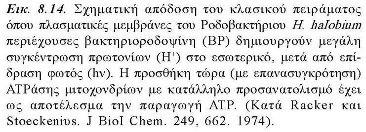 την επίδραση φωτός, δημιουργεί μεγάλη συγκέντρωση Η + στο κυτταρόπλασμα.