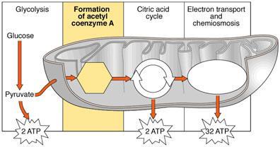 ΛΕΙΤΟΥΡΓΙΑ Η διάσπαση ενός μορίου γλυκόζης, μέσω (i) γλυκόλυσης, (ii) κύκλου του Krebs και (iii) οξειδωτικής φωσφορυλίωσης 36 μόρια ΑΤΡ: Γλυκόζη + 36ΑDΡ + 36Ρi + 36Η + + 6Ο 2 6CΟ