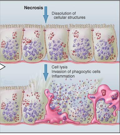 Water influx Lytic enzymes destroy the cellular contents the