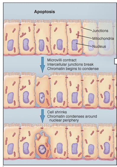 Apoptosis in response to developmental or environmental cues or physiological