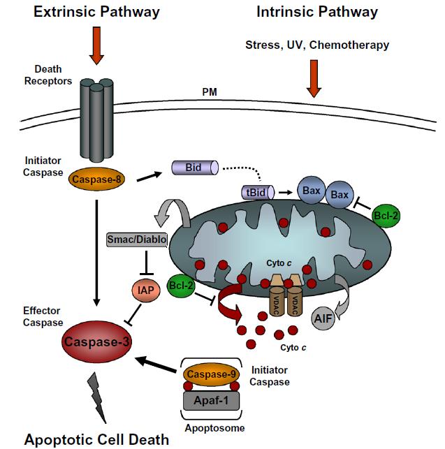 intrinsic, mitochondria-mediated pathway Mitochondrial-mediated apoptosis Stimuli: Bax, UV, DNA damage, oxidants, chemotherapies, Ca2+ overload and ceramide OMM permeabilization release of