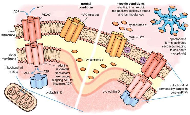 ΛΕΙΤΟΥΡΓΙΑ ΜΙΤΟΧΟΝΔΡΙΑ ΚΑΙ ΑΠΟΠΤΩΤΙΚΟΣ ΚΥΤΤΑΡΙΚΟΣ ΘΑΝΑΤΟΣ Αύξηση διαπερατότητας της εξωτερικής μιτοχονδριακής μεμβράνης («μεταβατικός πόρος» comprised of the matrix protein cyclophilin D, the inner