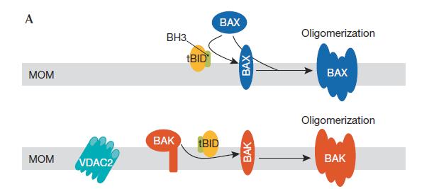 BAX/BAK ARE RESPONSIBLE FOR MITOCHONDRIAL PERMEABILIZATION Bax is present in the cytosol as an inactive monomer in healthy cells Apoptotic stimulus induces Bax translocation