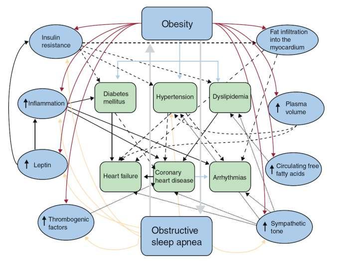 Obesity &