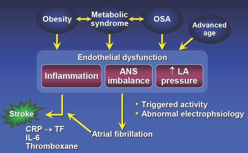 Epicardial fat & atrial arrhythmogenicity