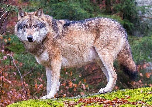 2. Ο γκρίζος λύκος Ο γκρίζος λύκος συναντάται σχεδόν στο μεγαλύτερο μέρος της υφηλίου, με Φώτο. 2 Ο γκρίζος λύκος πολλές παραλλαγές.