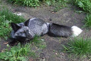Φώτο. 8α. Ασημένια ή Ασημότριχη αλεπού. Ένα άλλο είδος αλεπούς που εκτρέφεται ως γουνοφόρο ζώο είναι η αρκτική αλεπού.