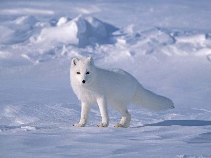 Φώτο. 8β. Η αρκτική αλεπού ή Λευκή αλεπού.