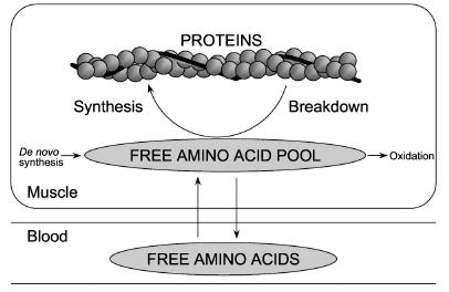 H υπερτροφία των μυϊκών ινών οφείλεται σε αυξημένη πρωτεϊνική σύνθεση Οι πρωτεΐνες συμμετέχουν σε έναν διαρκή κύκλο σύνθεσης και διάσπασης Κατά τη διάρκεια