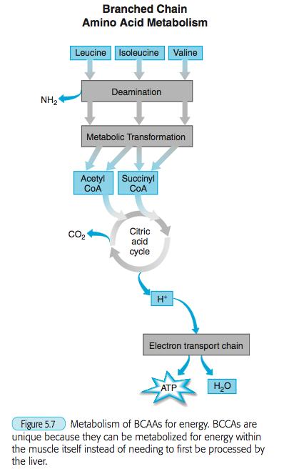 Μεταβολισμός BCAAs Τα αμινοξέα διακλαδισμένης αλυσίδας, λευκίνη βαλίνη ισολευκίνη είναι μοναδικά διότι μπορούν να