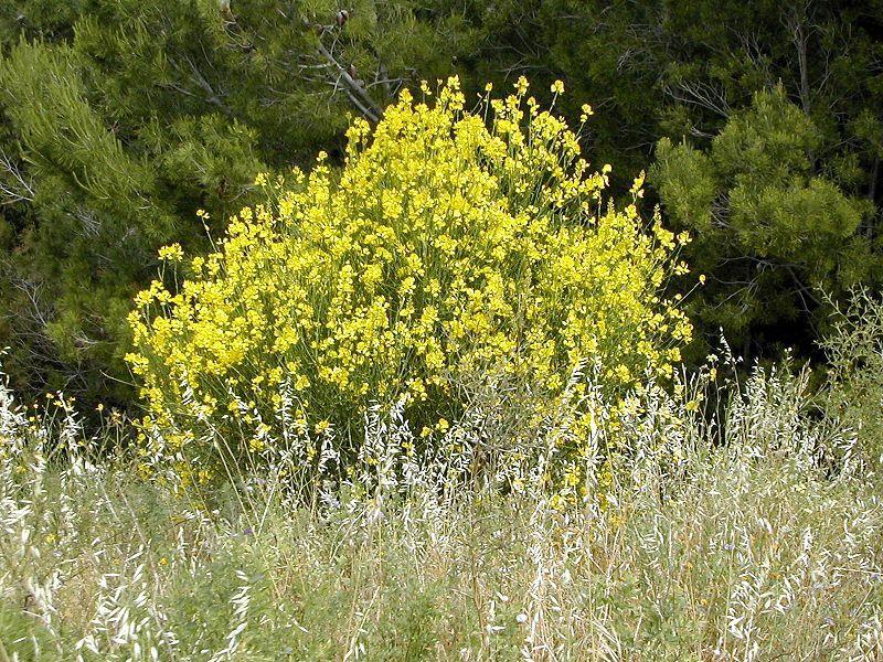 Spartium junceum, Fabaceae πηγή