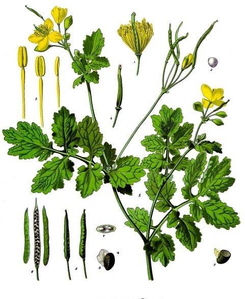 Chelidonium majus, Papaveraceae πηγή σπαρτεΐνης, λουπινίνης και αναγυρίνης