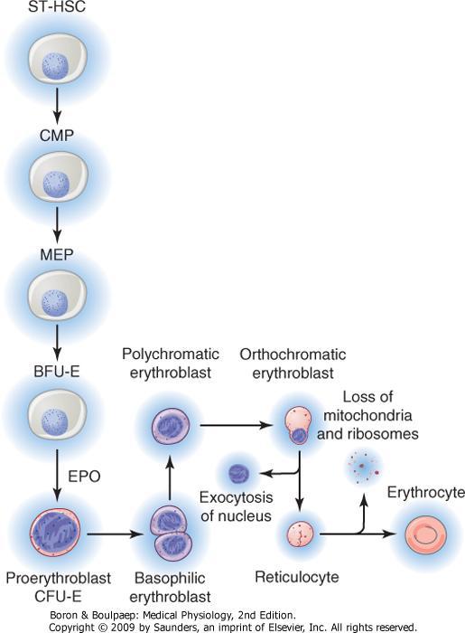 hort term haematopetic stem cells Common myeloid progenitor Megacaryocytes Erythrocytes Progenitor Burst