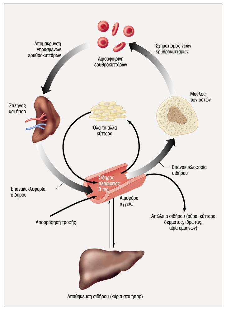 50% του σιδήρου 25% του σιδήρου βρίσκεται σε άλλα κύτταρα που περιέχουν αίμη 10-20% του προσλαμβανόμενου