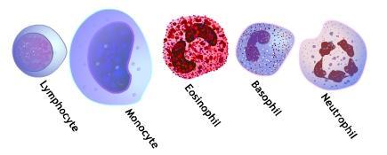 Τύποι λευκών αιμοσφαιρίων Ακοκκιοκύτταρα