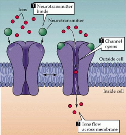 νευροδιαβιβαστή. Οι Τασεο-ελεγχόμενοι δίαυλοι ενεργοποιούνται με την αλλαγή του μεμβρανικού δυναμικού.