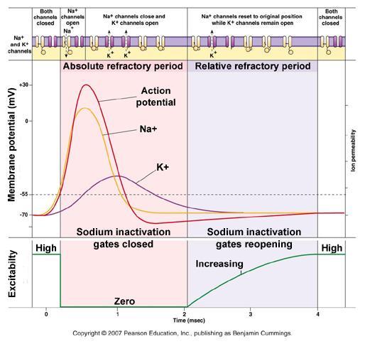 Οι λειτουργικές ιδιότητες των διαύλων Na + & K + καθορίζουν τις περιόδους