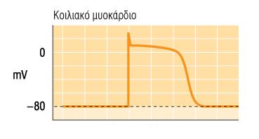 ΔΕ σε Καρδιακά Μυϊκά Κύτταρα Η ρυθμική δημιουργία ΔΕ στο καρδιακό κυττ.