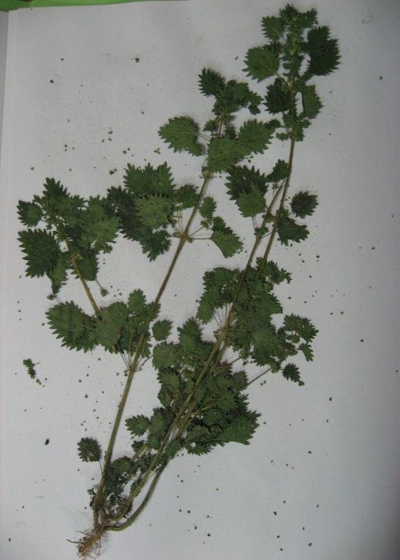 Rosa canina