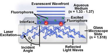 TIRF cell membrane aqueous cytoplasm glass slide evanescent wave range objective excitation beam emission beam Η ακτινοβολία διέγερσης πρέπει να πέσει στη διαχωριστική επιφάνεια γυαλιού-υδάτινου