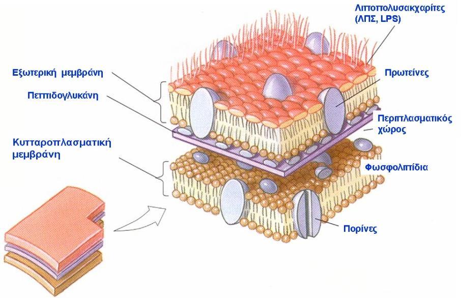 Ο λιποπολυσακχαρίτης Ανευρίσκεται αποκλειστικά στα Gram-αρνητικά Αποτελεί ενδοτοξίνη Μικρές ποσότητες ανοσιακή απάντηση