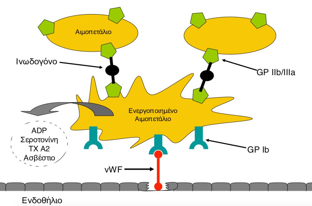 ΕΝΕΡΓΟΠΟΙΗΣΗ ΑΙΜΟΠΕΤΑΛΙΩΝ Η προσκόλληση των αιμοπεταλίων στο ενδοθήλιο του τραυματισμένου αγγείου επιτυγχάνεται μέσω του παράγοντα Von Willebrand (VWF).