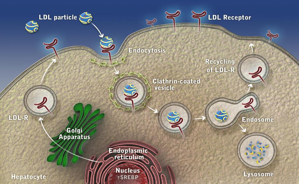 LDL Receptor Function and Life