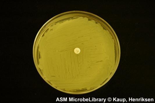 Staphylococcus