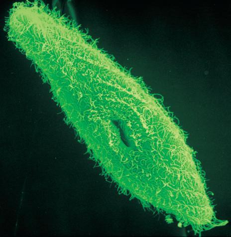 (δ) Neurospora crassa